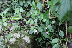 Impatiens elegans